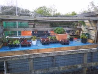 Self Service Plant Stall
